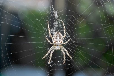 Die schönsten Tierfotos aus Ostfriesland - Bild 27