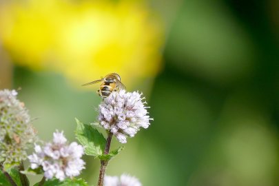 Die schönsten Tierfotos aus Ostfriesland - Bild 33
