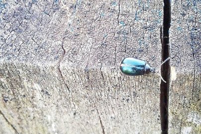Die schönsten Tierfotos aus Ostfriesland - Bild 35