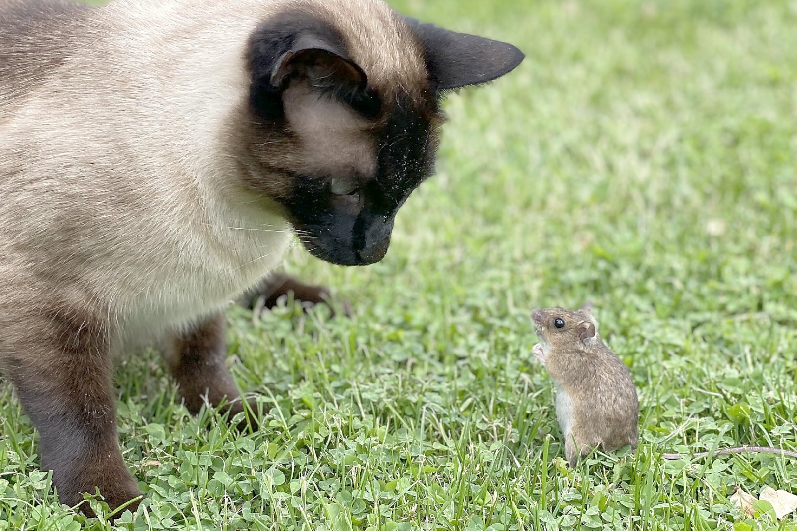 Die schönsten Tierfotos aus Ostfriesland - Bild 36