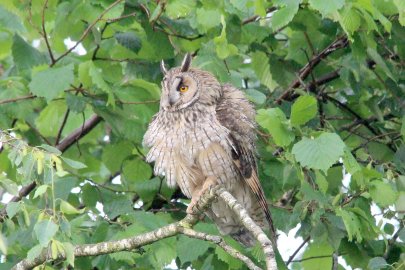 Die schönsten Tierfotos aus Ostfriesland - Bild 37