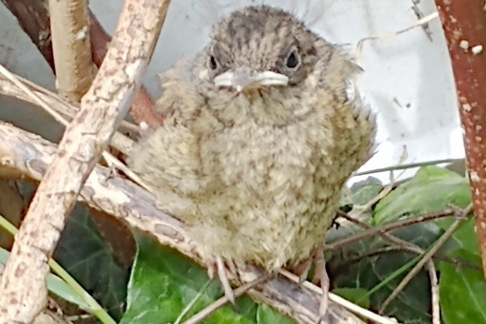 Die schönsten Tierfotos aus Ostfriesland - Bild 38