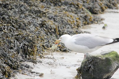 Die schönsten Tierfotos aus Ostfriesland - Bild 39