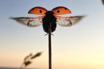 Die schönsten Tierfotos aus Ostfriesland - Bild 40