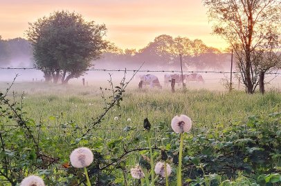 Die schönsten Tierfotos aus Ostfriesland - Bild 41