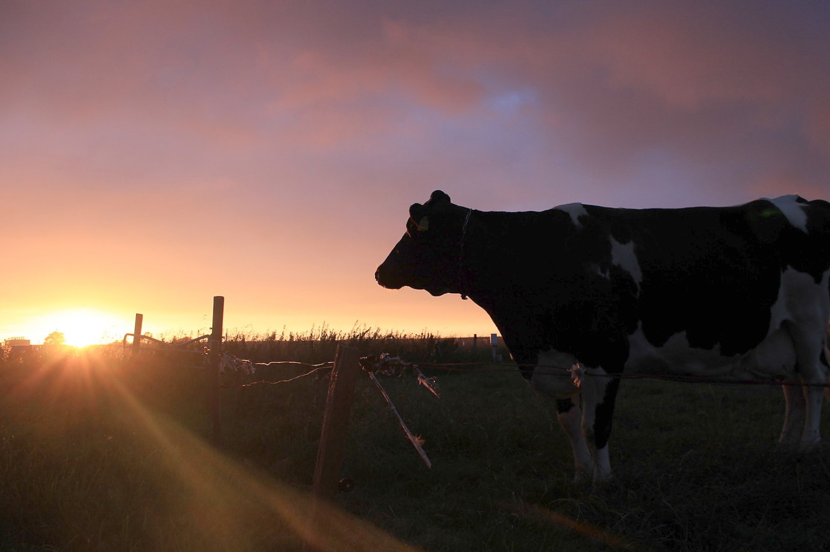 Die schönsten Tierfotos aus Ostfriesland - Bild 42