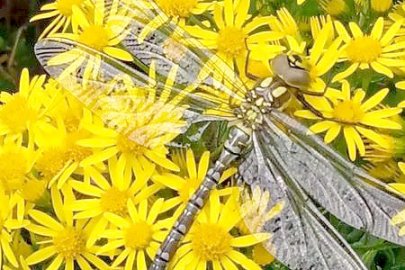 Die schönsten Tierfotos aus Ostfriesland - Bild 47