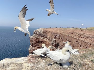 Die schönsten Tierfotos aus Ostfriesland - Bild 50