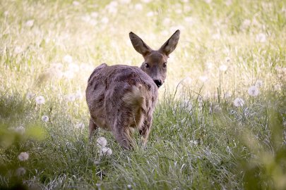 Die schönsten Tierfotos aus Ostfriesland - Bild 51