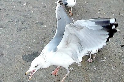 Die schönsten Tierfotos aus Ostfriesland - Bild 56