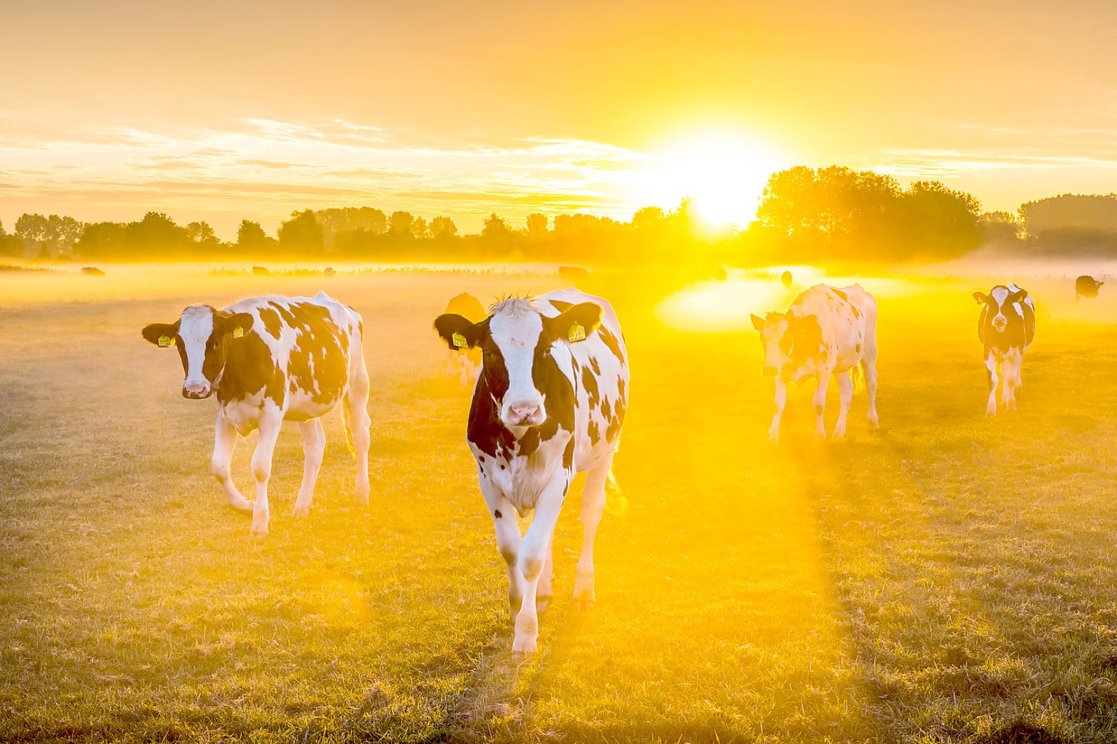 Die schönsten Tierfotos aus Ostfriesland - Bild 62