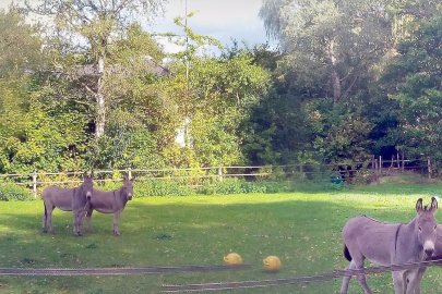 Die schönsten Tierfotos aus Ostfriesland - Bild 64