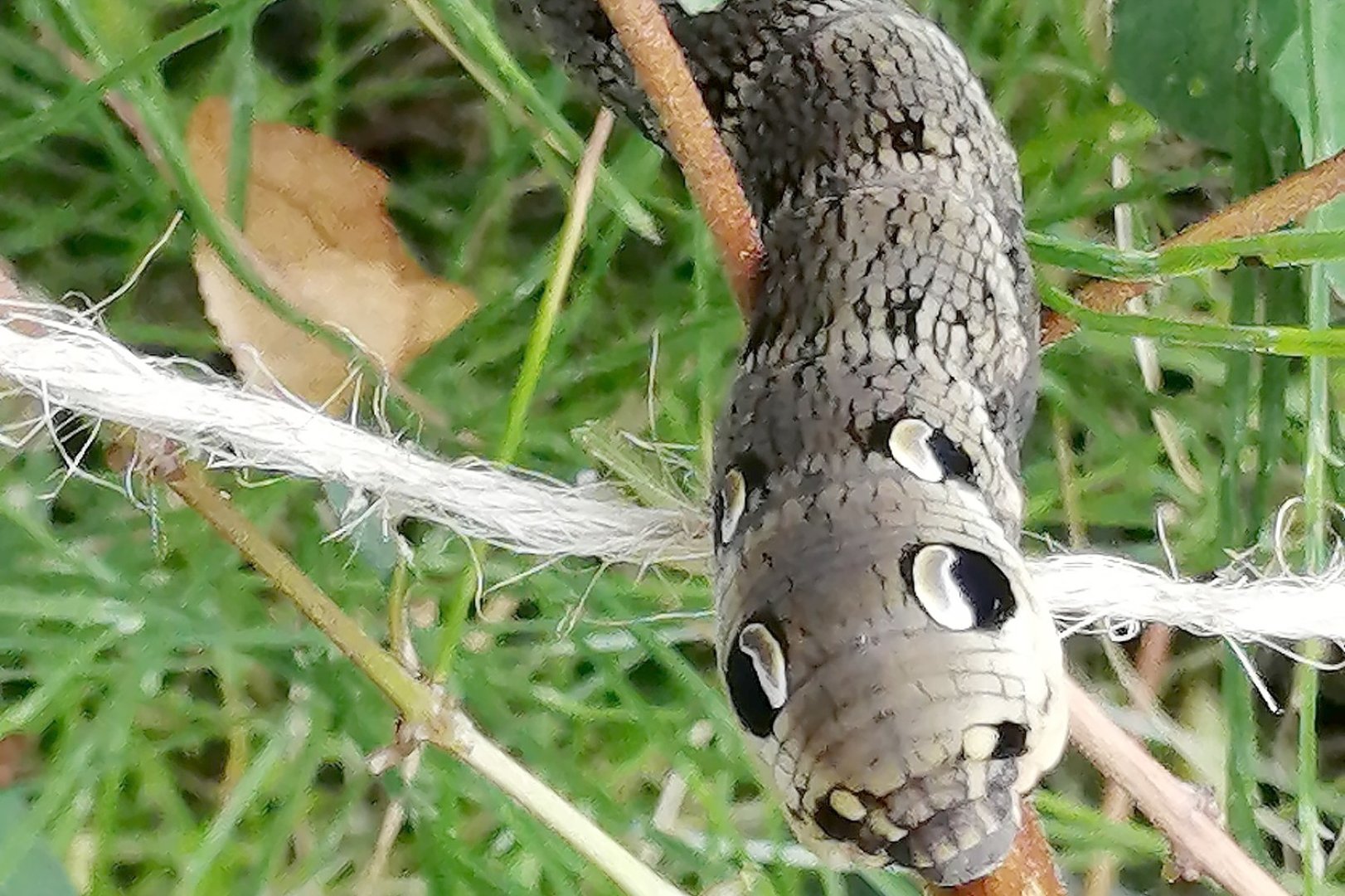 Die schönsten Tierfotos aus Ostfriesland - Bild 68