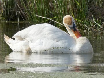 Die schönsten Tierfotos aus Ostfriesland - Bild 71