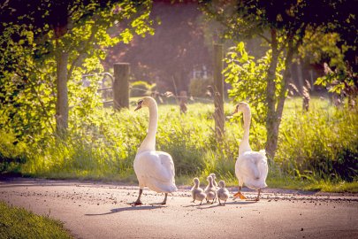 Die schönsten Tierfotos aus Ostfriesland - Bild 73