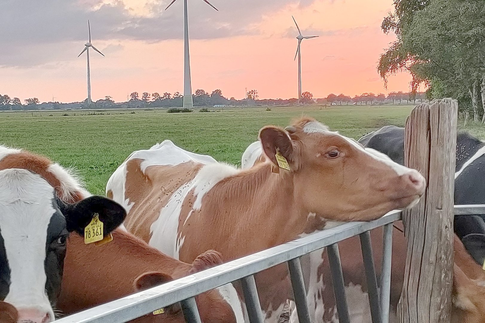 Die schönsten Tierfotos aus Ostfriesland - Bild 76