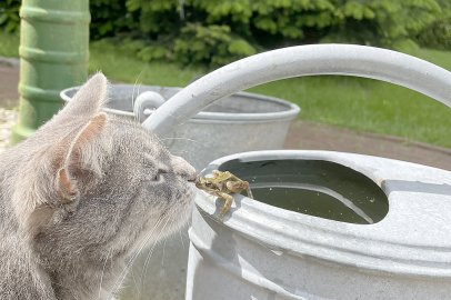 Die schönsten Tierfotos aus Ostfriesland - Bild 87