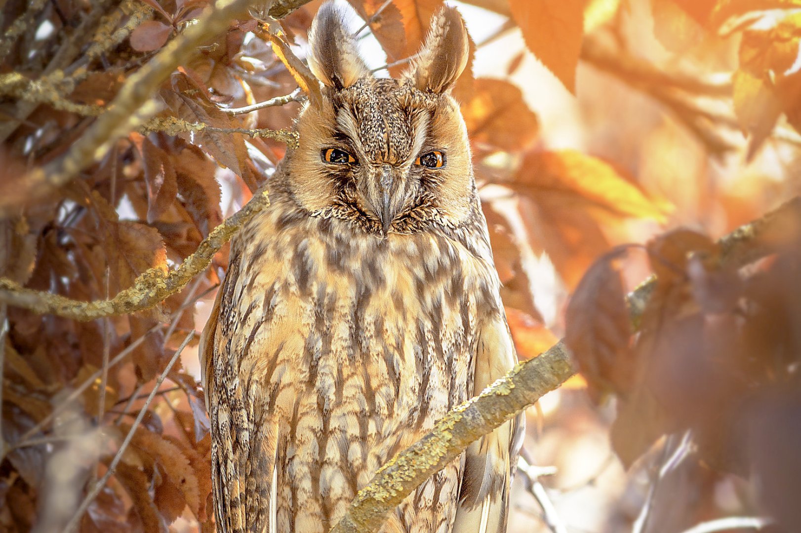Die schönsten Tierfotos aus Ostfriesland - Bild 88