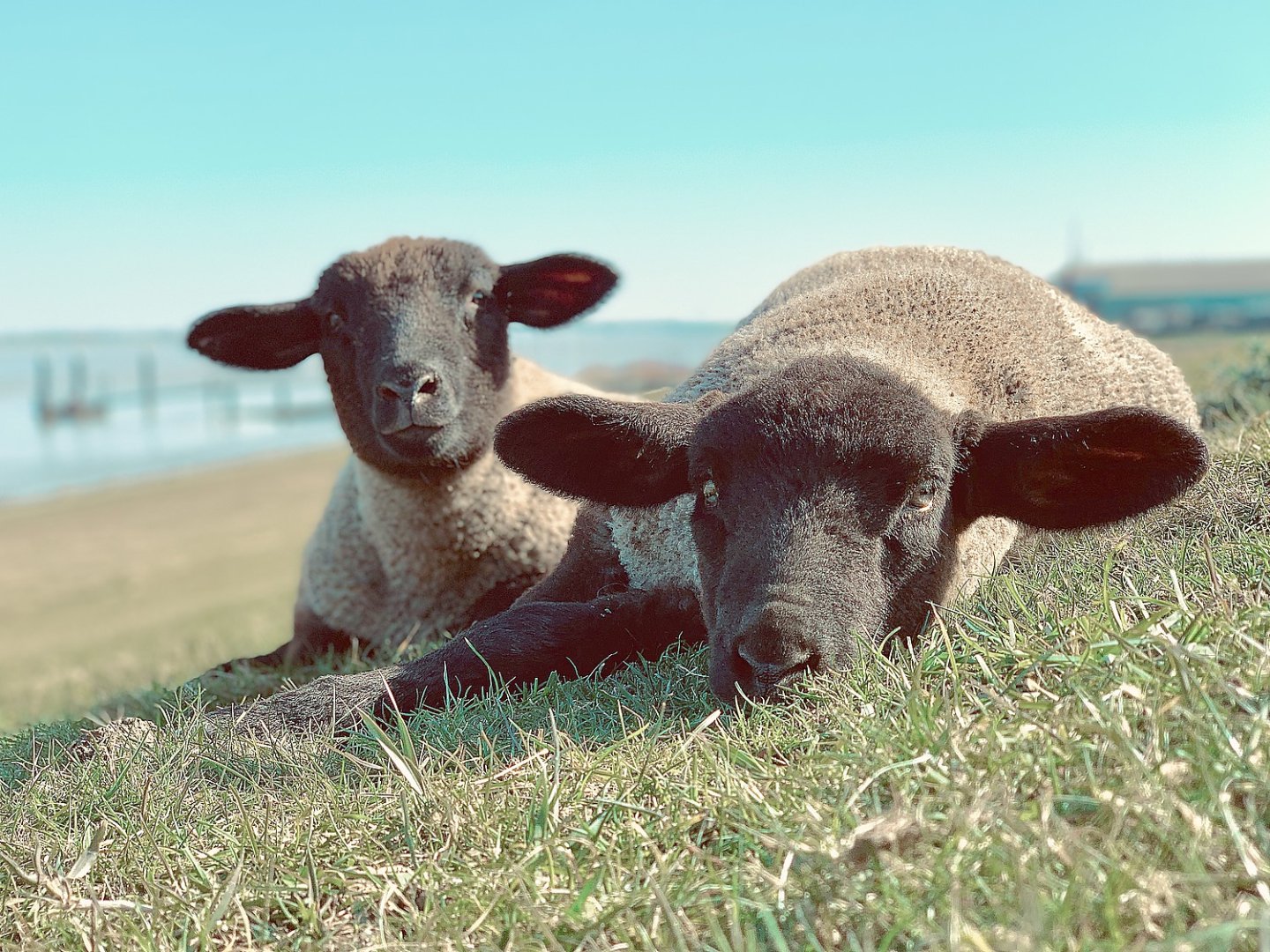 Die schönsten Tierfotos aus Ostfriesland - Bild 92