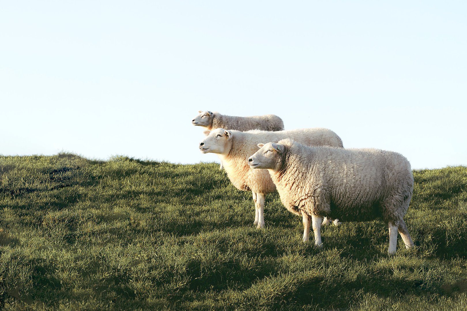 Die schönsten Tierfotos aus Ostfriesland - Bild 93
