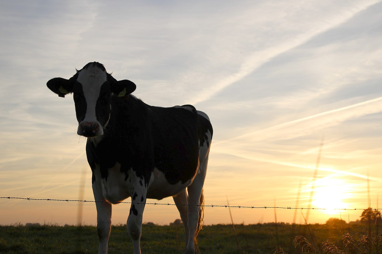 Die schönsten Tierfotos aus Ostfriesland - Bild 95