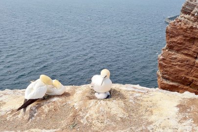 Helgoland mit Kindern erleben - Bild 7