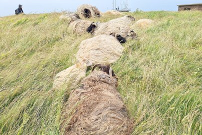 Helgoland mit Kindern erleben - Bild 9