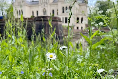 So schön ist der Frühling in Ostfriesland - Bild 2