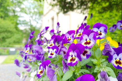 So schön ist der Frühling in Ostfriesland - Bild 3