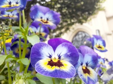 So schön ist der Frühling in Ostfriesland - Bild 6