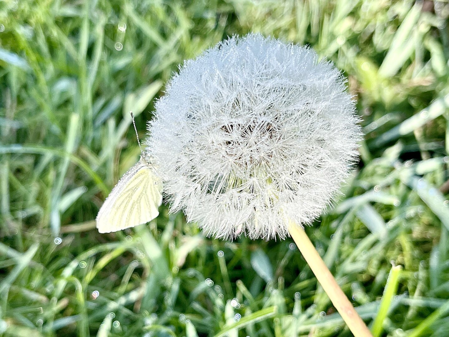 So schön ist der Frühling in Ostfriesland - Bild 9