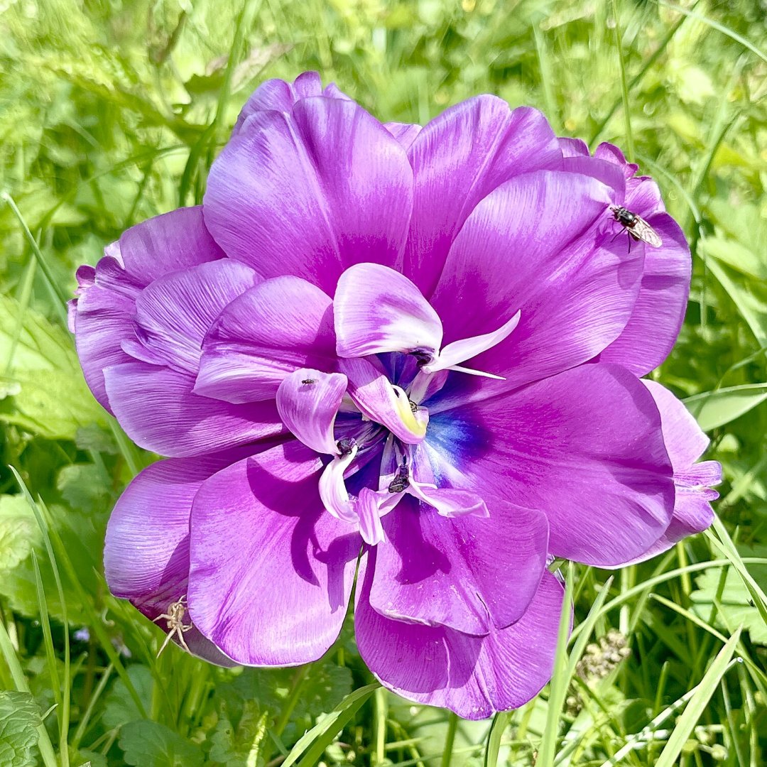 So schön ist der Frühling in Ostfriesland - Bild 11