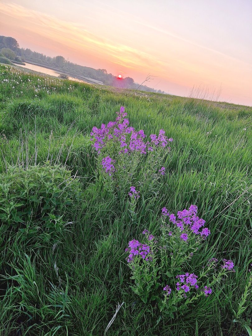 So schön ist der Frühling in Ostfriesland - Bild 12