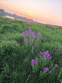 So schön ist der Frühling in Ostfriesland - Bild 12