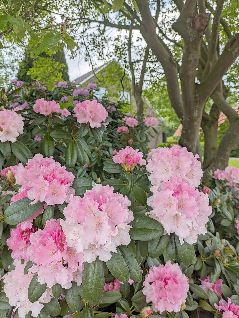 So schön ist der Frühling in Ostfriesland - Bild 14