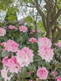 So schön ist der Frühling in Ostfriesland - Bild 14