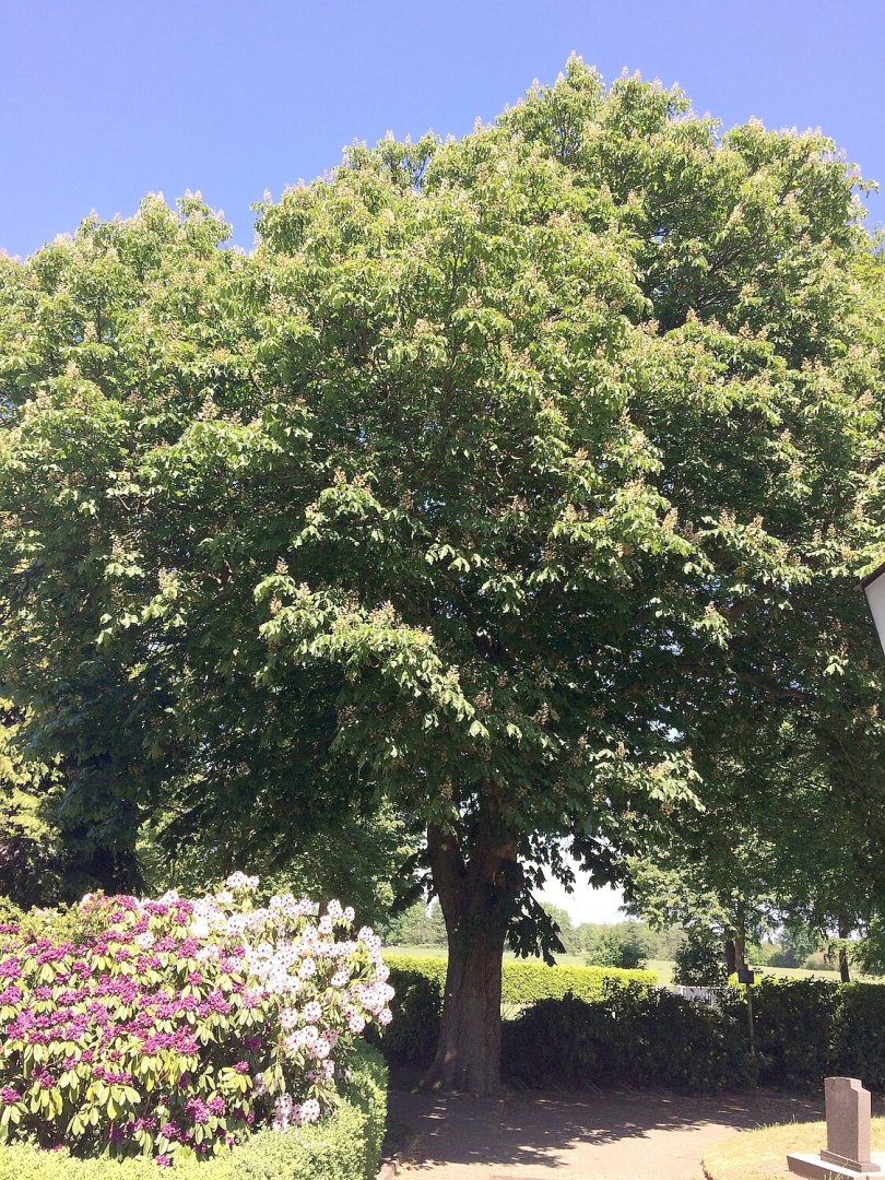 So schön ist der Frühling in Ostfriesland - Bild 18