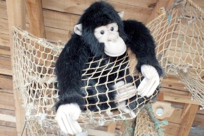 Emder zieht es auf den Arche-Noah-Nachbau - Bild 3