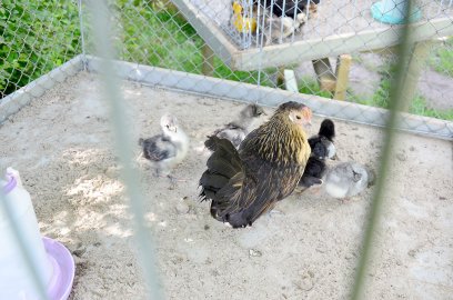 Wettkrähen in Hollen - Bild 3