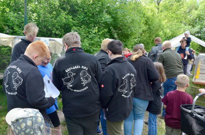 Wettkrähen in Hollen - Bild 4