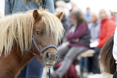 Erntedankfest auf dem Neuen Markt in Emden - Bild 26