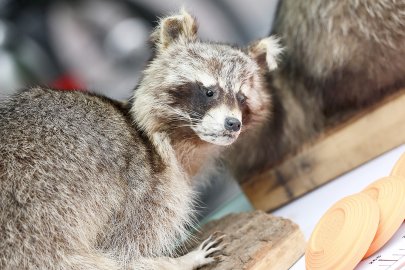 Erntedankfest auf dem Neuen Markt in Emden - Bild 36