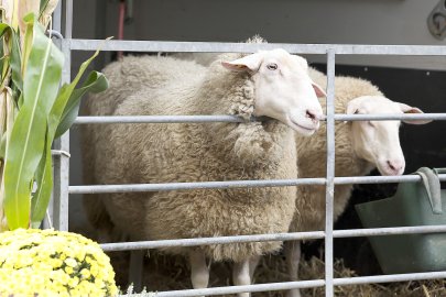 Erntedankfest auf dem Neuen Markt in Emden - Bild 54