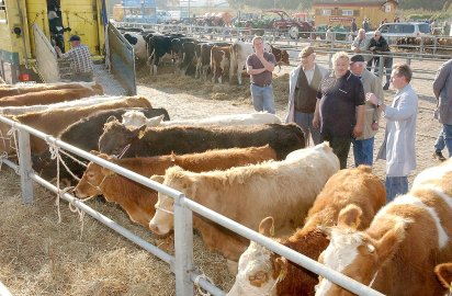 Gallimarkt: Bilder von 2004 und 2005  - Bild 4
