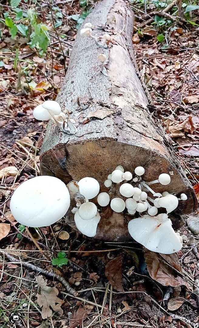 So schön ist unser Ostfriesland, Teil 2 - Bild 6