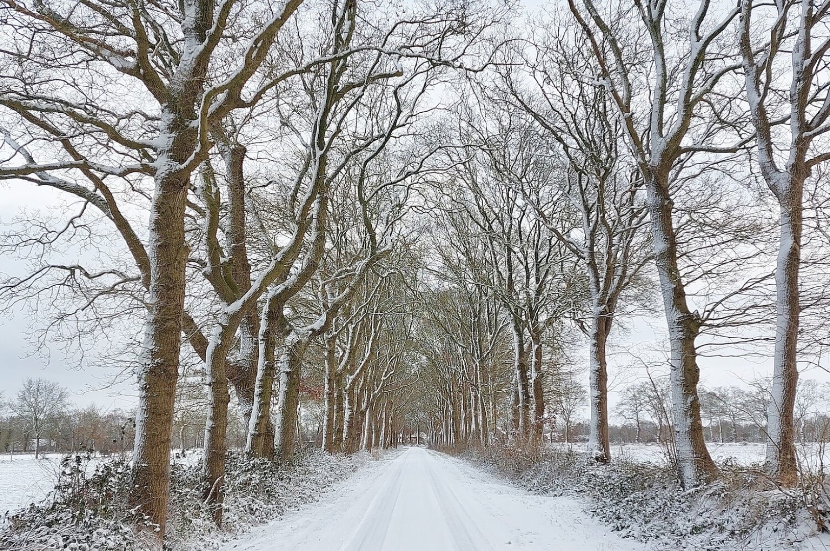 Die schönsten Alleen in Ostfriesland - Bild 1