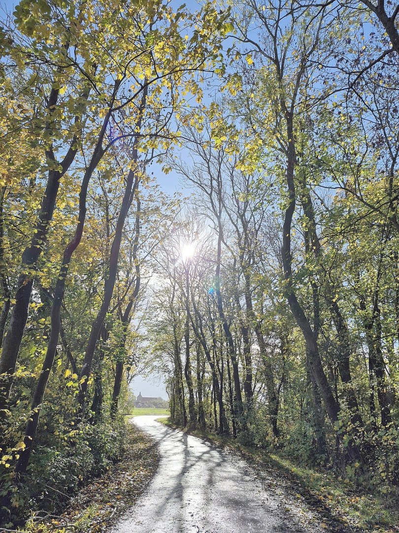 Die schönsten Alleen in Ostfriesland - Bild 4