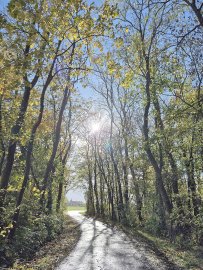 Die schönsten Alleen in Ostfriesland - Bild 4