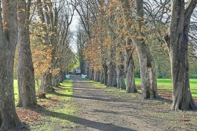 Die schönsten Alleen in Ostfriesland - Bild 9