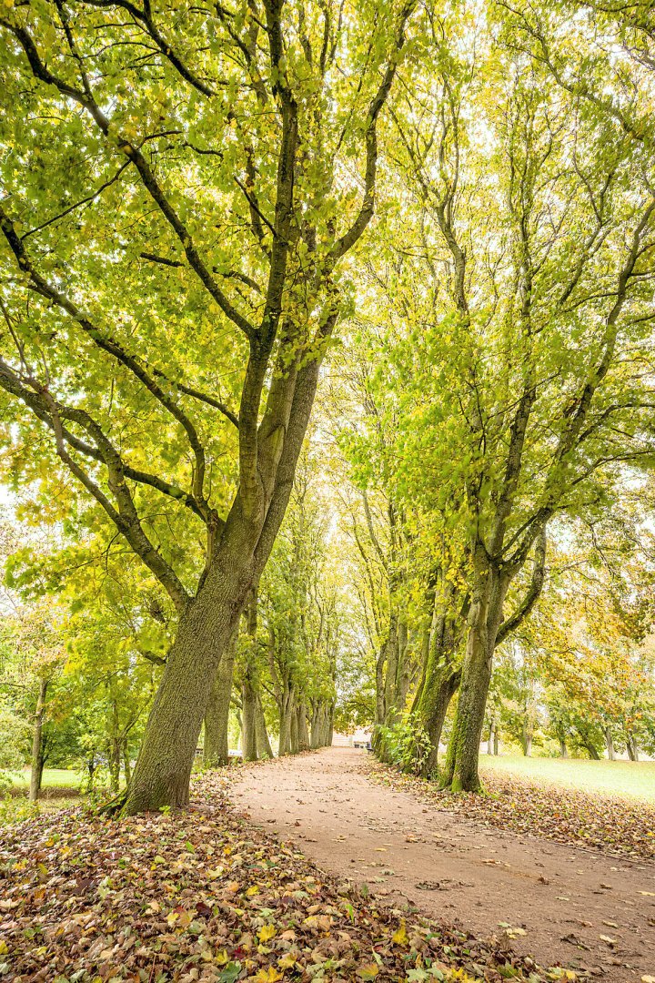 Die schönsten Alleen in Ostfriesland - Bild 13